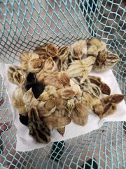 20 RARE Pansy & Sparkly 100% True Blue Celadon Coturnix Quail Hatching Eggs