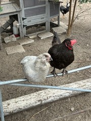 12+6 Fresh Fertile Hatching Eggs, Blue, Green, Mint, Olive, BYM +Cemani +