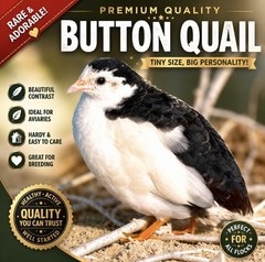 12 Exotic Rare Button Quail Hatching Eggs Colors extras included