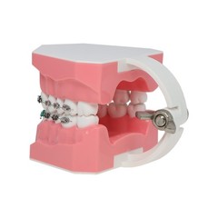 US 1:1 Dental Orthodontic Teeth Model Typodont Demonstration Model with Brackets