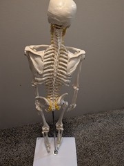 medical skeleton model 33in Wellden brand on stand