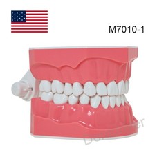 US 1:1 Typodont Teeth Model M7010-1 for Brushing Flossing Practice Teaching