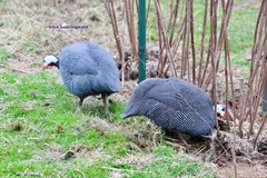 12+ Pearl Guinea Fowl Hatching Eggs