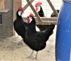 12 LF White Face Black Spanish Eggs Imported from Spain