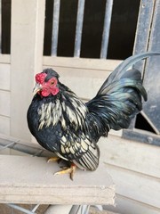 12++ Puerto Rico Imported Kiki Riki Hatching Eggs