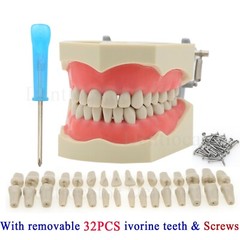 Columbia Dentoform 860 Dental Typodont Mounting Pole With 32pcs Removable Teeth