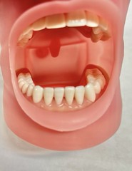 Nissin Dental Model, PRO2002-UL-SP-DPM-OB- Teeth & Gums Made In Japan Kilgore