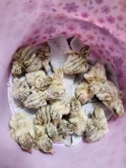 20 RARE Pansy & Sparkly 100% True Blue Celadon Coturnix Quail Hatching Eggs