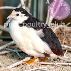 12 Exotic Rare Button Quail Hatching Eggs Colors extras included