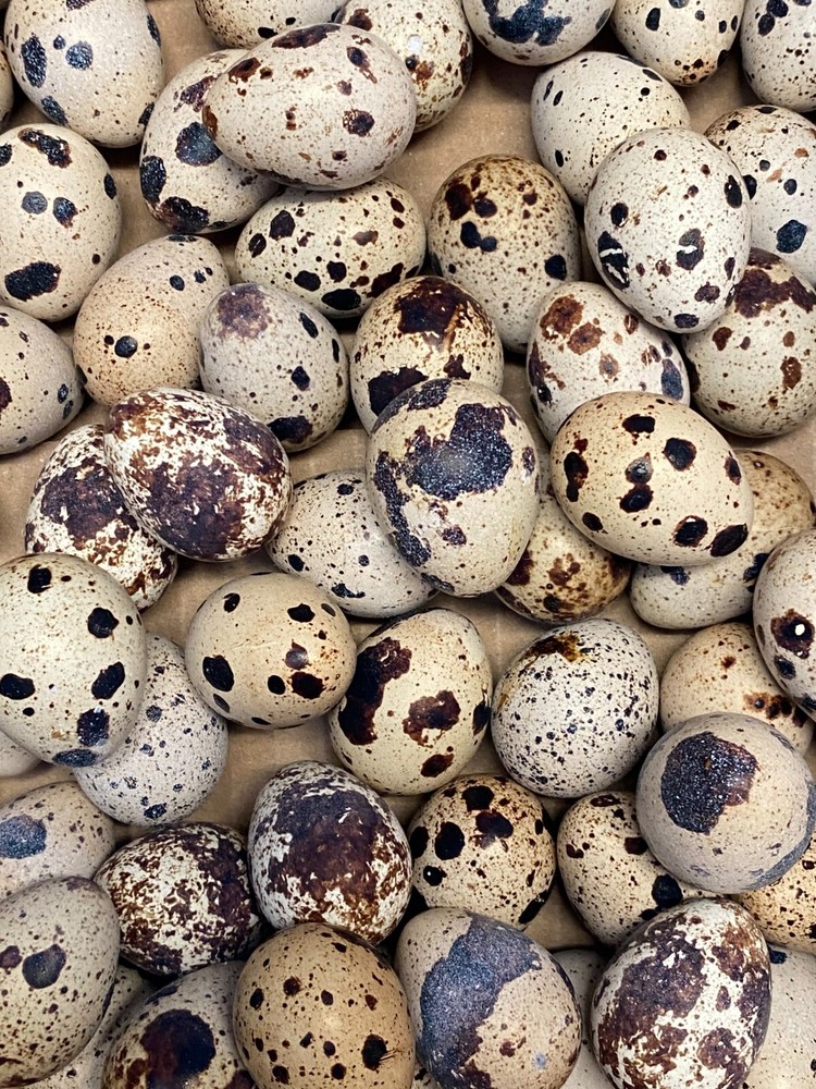 12 + Jumbo Pharoah Coturnix ,Jumbo Italian, white Quail Hatching Eggs