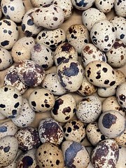 12 + Jumbo Pharoah Coturnix ,Jumbo Italian, white Quail Hatching Eggs