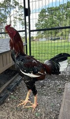 1 Indio Gigante hatching eggs Brazil. NPIP~ AI TALLEST CHICKEN BREED IN WORLD 🌎