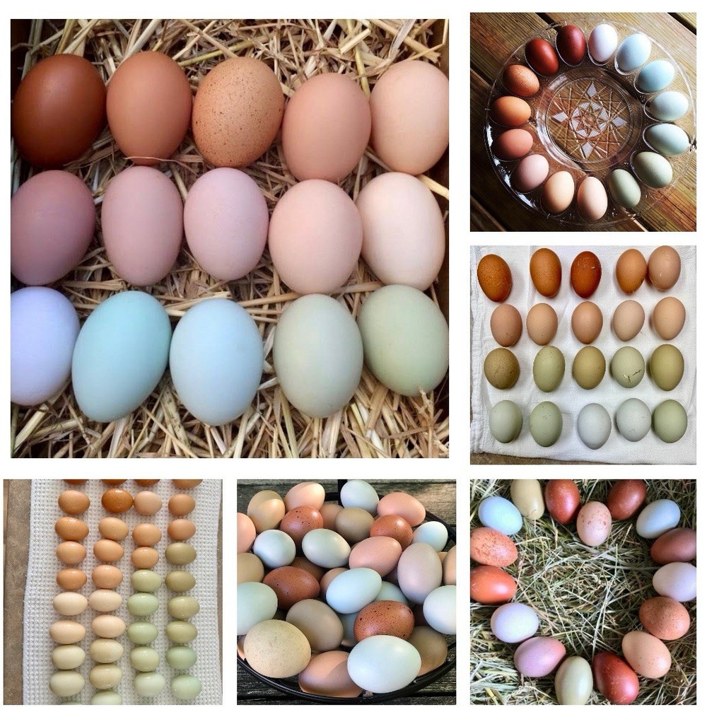 12+ Rainbow Chicken Hatching Assortment Ameraucana, Faverolles, Marans, EE / OE