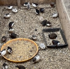 25 BUTTON QUAIL EGGS from 12+ vars ships 2 day FEDEX PLEASE READ Carton Packed