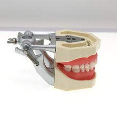 US 28Pcs Dental Typodont Teeth Model fits Kilgore NISSIN 200 Type Teeth Teeth