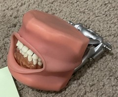Dental Typodont Mouth Model Articulator with Teeth for Dentistry Lab Practice
