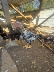 10 Giant Chicks Hatching Eggs- Indio Gigante X Dual Purpose Prolific Egg Layers