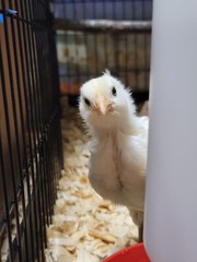 12 Rainbow chicken hatching eggs| Healthy Flock