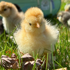 Silkie Hatching Eggs – Chocolate Mottled & Paint Lines – 12+ Fertile Eggs
