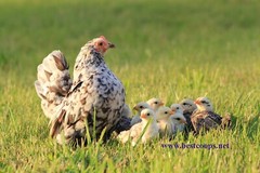 18+ Fertile Show Quality Serama Chicken Hatching Eggs