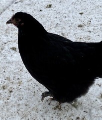 12 Fresh and Fertilized Barnyard Mix Rainbow Assortment Chicken Hatching Eggs!