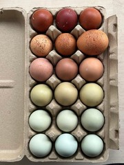 12 Rainbow chicken hatching eggs| Healthy Flock