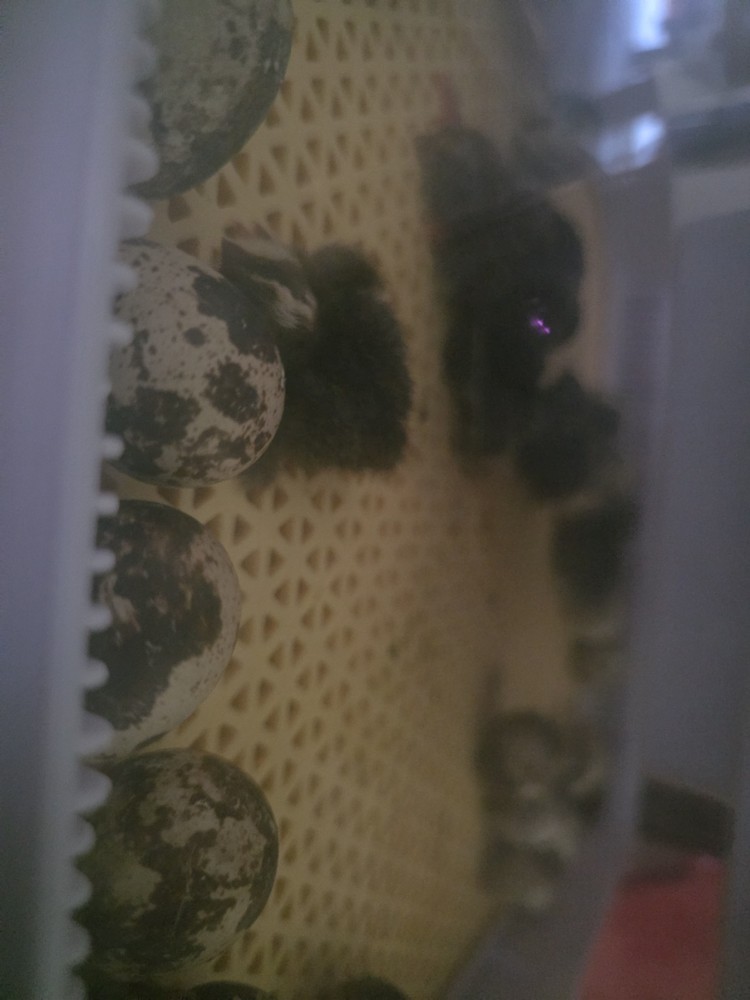 12 Quail Fertilized Eggs Ready to Eat, Use For Hatching Colored Shell