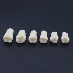 US Kilgore Nissin 200 Type Dental Typodont Model 32pcs Removable Teeth
