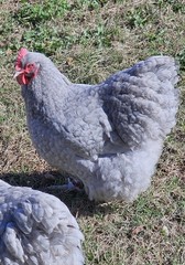 8+ English Lavender Cucko Orpington Hatching Eggs