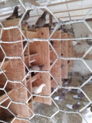 3 FERTILE MULTI COLOR MIX PIGEONS LAHORE & CAPUCHINE PIGEON HATCHING EGGS USPS