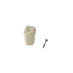 US Columbia Dentoform 860 Type Dental Typodont Model 32pcs Removable Teeth