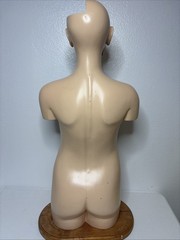 Denoyer-Geppert Body Torso Anatomical Model See Description