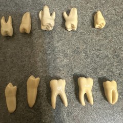 Vintage Dental Numbered 32 Anatomical Teeth Practice Identification Plastic