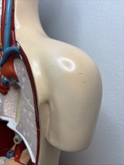 Denoyer-Geppert Body Torso Anatomical Model See Description