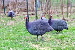 12+ Pearl Guinea Fowl Hatching Eggs