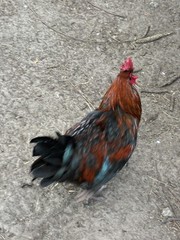 12+6 Fresh Fertile Hatching Eggs, Blue, Green, Mint, Olive, BYM +Cemani +