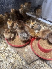 12 Hatching Eggs Giant Chicks Hybrid – Indio Gigante Dual Purpose Egg Layers