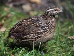 25+ Assorted Coturnix Fertile Quail Hatching Eggs – Variety Of Color