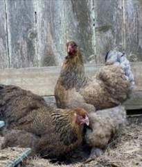 Shipping On Me 12 Red/Blue/GOLD Partridge Brahma Hatching Eggs