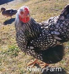 Silver Laced Wyandotte (12) 🐣 fertilized hatching eggs.Please read description.