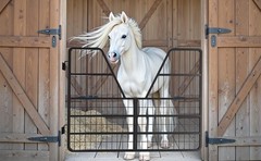 52″W x 42″H Horse Stall 3 Layers Steel Gate for Horse Heavy Duty Horse Gate