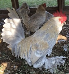 12+ PORCELAIN D’UCCLE FRESH HATCHING EGGS. Laying Now.