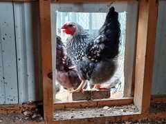 6 Purebred Silver Laced Wyandotte Chicken Fertile Hatching Eggs