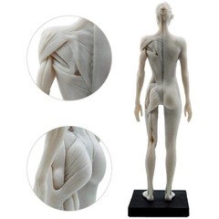 30cm Female Anatomy Figure Anatomical Model Artist Drawing Manikin Mannequin