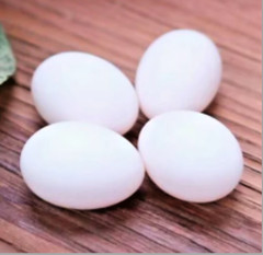 3 FERTILE MULTI COLOR MIX PIGEONS LAHORE & CAPUCHINE PIGEON HATCHING EGGS USPS