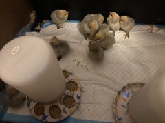 12+ PORCELAIN D’UCCLE FRESH HATCHING EGGS. Laying Now.