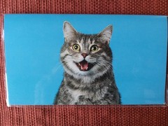 Cats, Dogs, or Butterfly Pocket Calendars 2026-2027 2-Year Pocket Planner