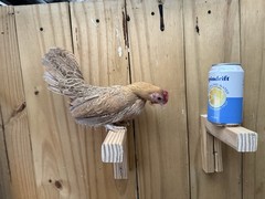 Kikiriki Chicken Hatching Eggs 12+ Micro Puerto Rican Hen Rooster Mini Dozen