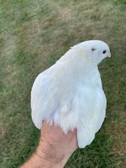 12 + Jumbo Pharoah Coturnix ,Jumbo Italian, white Quail Hatching Eggs