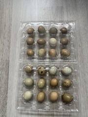 24 Button Quail Hatching Eggs, Multiple Colors